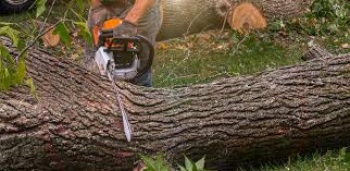 Best Lawn Pest Prevention  in Salida, CO