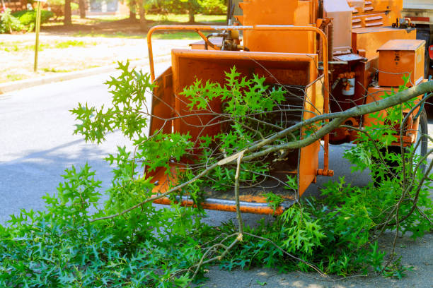 Best Soil Testing and Treatment  in Salida, CO
