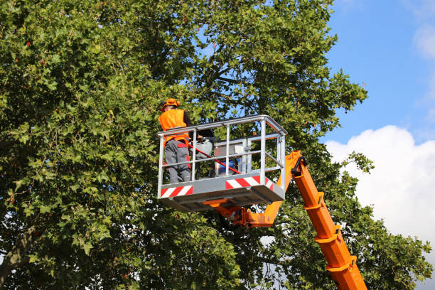Best Aeration Services  in Salida, CO