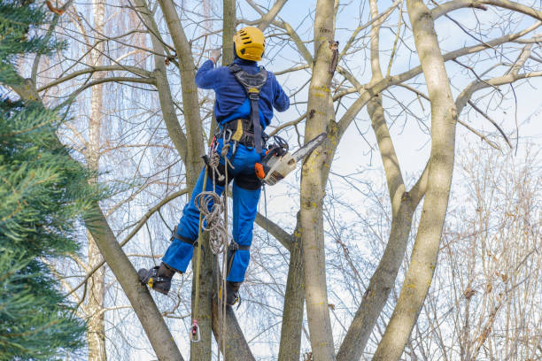 Best Tree Disease Treatment  in Salida, CO