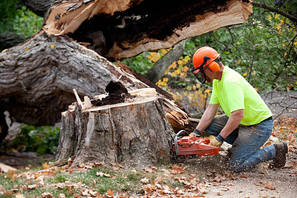 Best Tree Removal  in Salida, CO