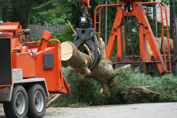 Best Fruit Tree Pruning  in Salida, CO