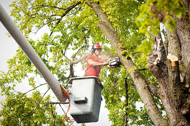 Best Hazardous Tree Removal  in Salida, CO