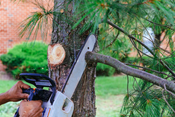 How Our Tree Care Process Works  in  Salida, CO