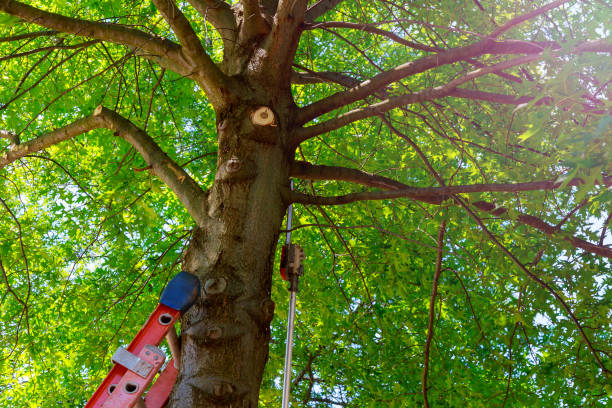 How Our Tree Care Process Works  in  Salida, CO